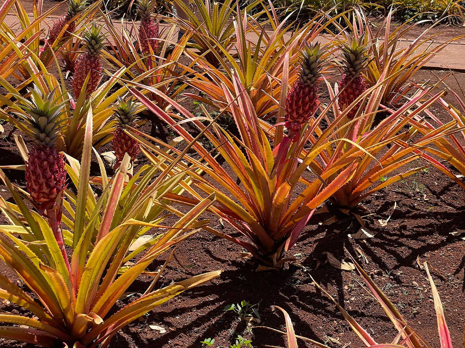 pink pineapple